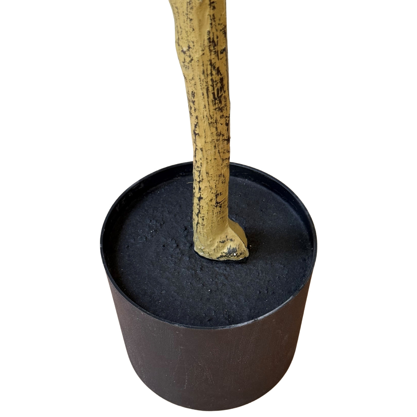 Calabria Small Olive Tree