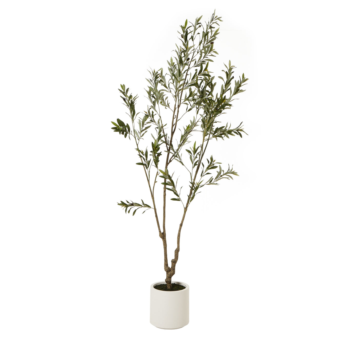 Apulia Olive Tree In White Pot