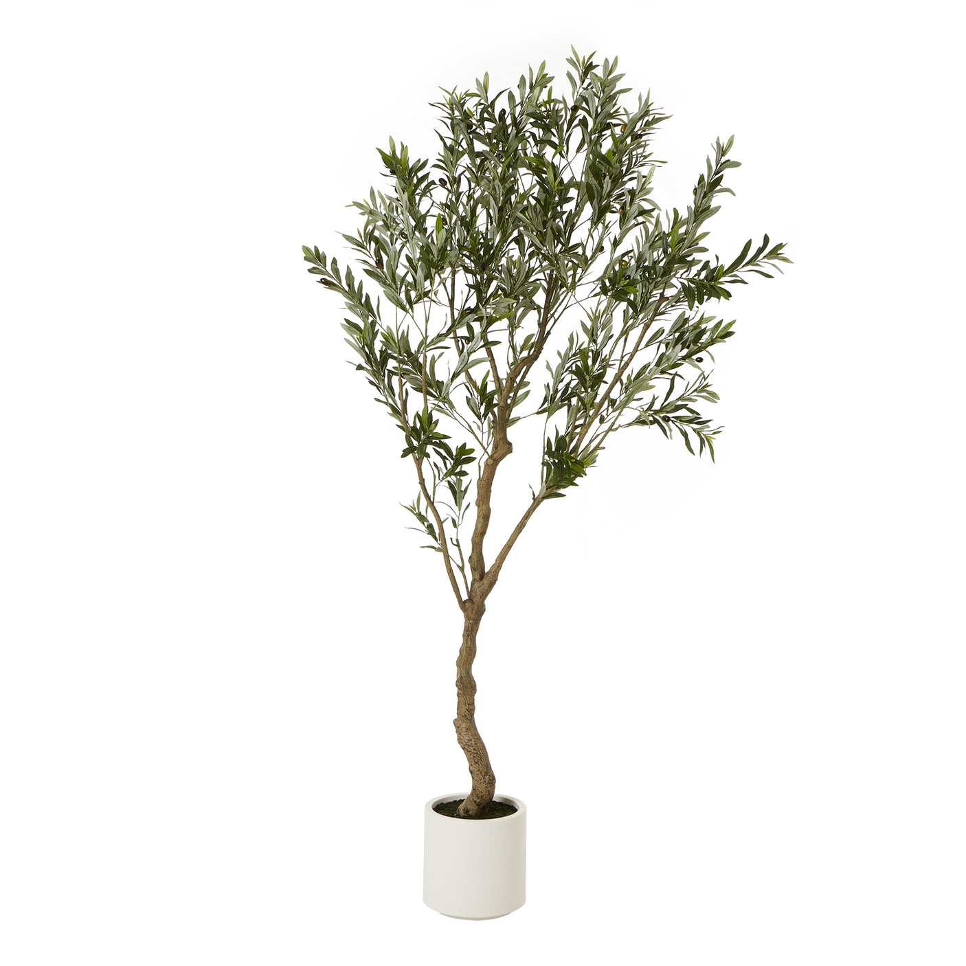 Apulia Olive Tree In White Pot