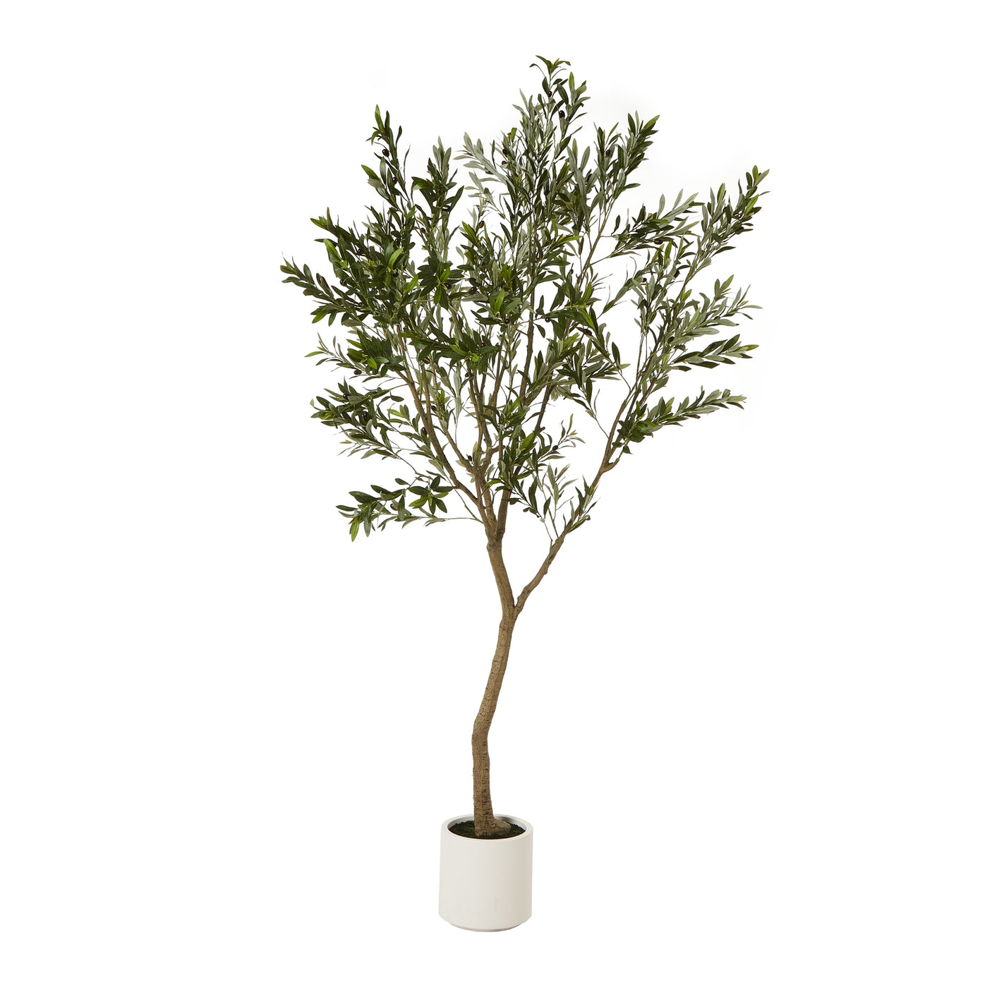 Apulia Olive Tree In White Pot