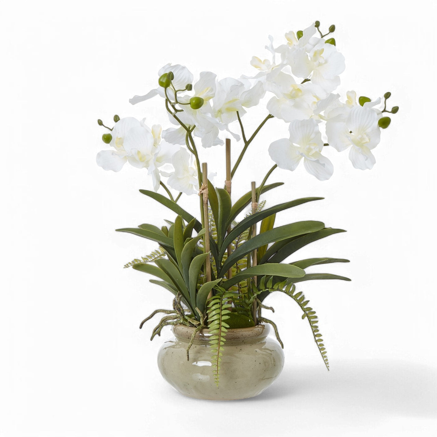 Large White Vanda Orchid Plant In Ceramic Pot