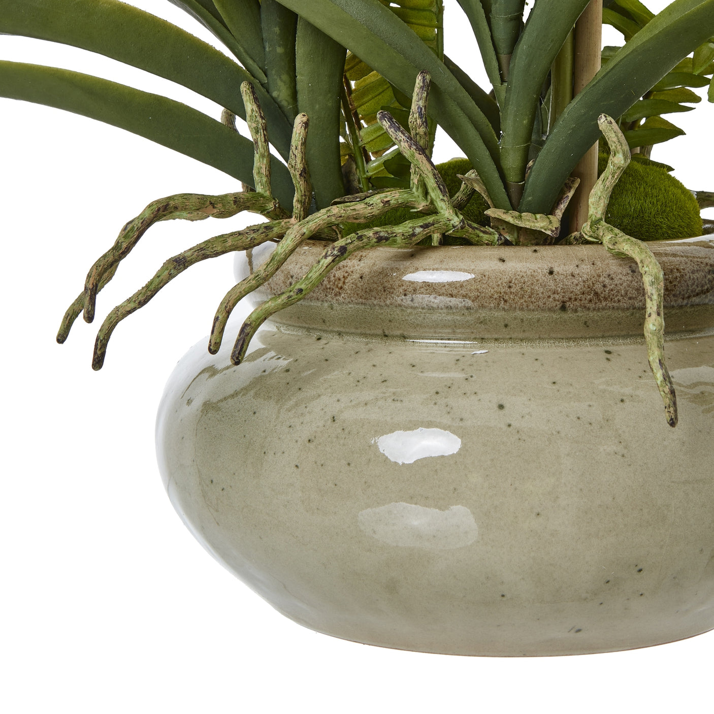 Large White Vanda Orchid Plant In Ceramic Pot