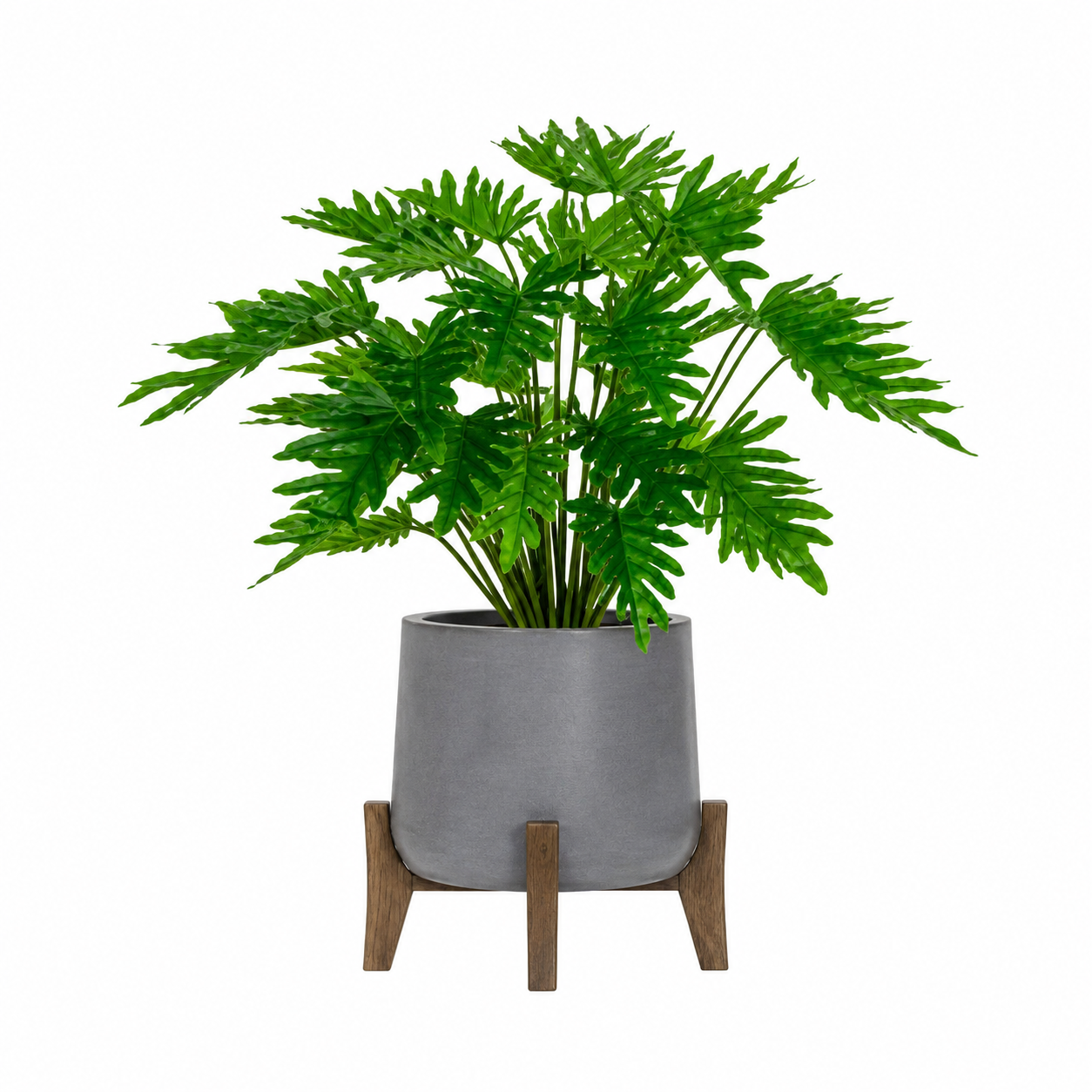 Potted philodendron plant with a grey pot and wooden stand on a white background