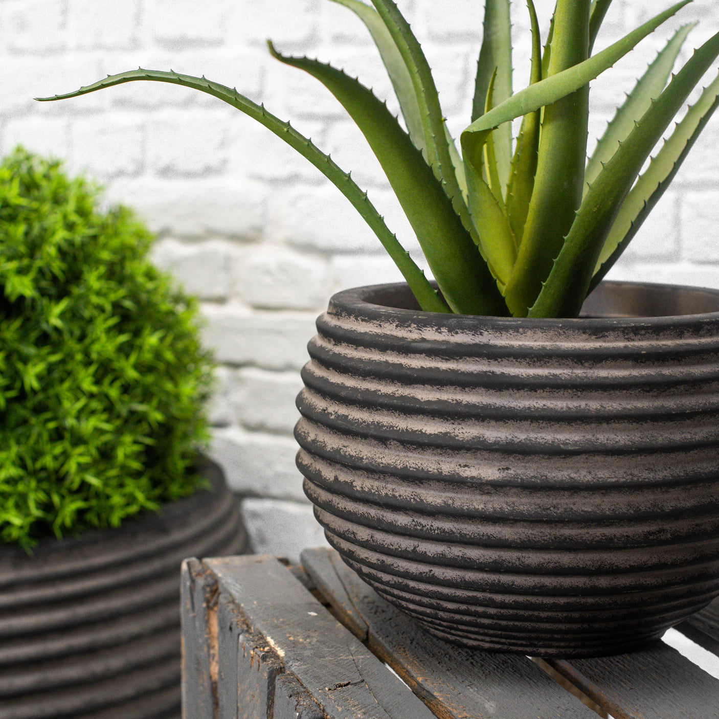 A ribbed dark brown round planter with an aloe vera plant in on a wooden structure and with a white brick wall in the background