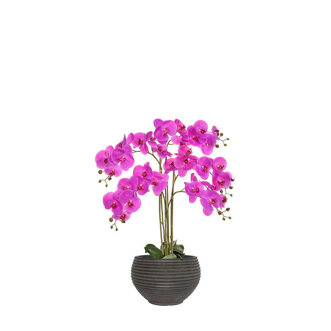 Pink orchid plant in a grey pot on a white background