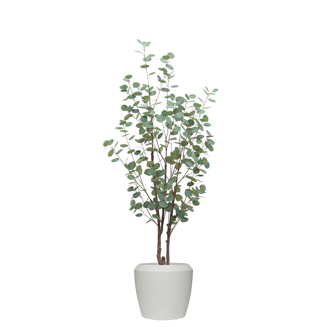 Potted plant with green leaves in a white pot on a white background