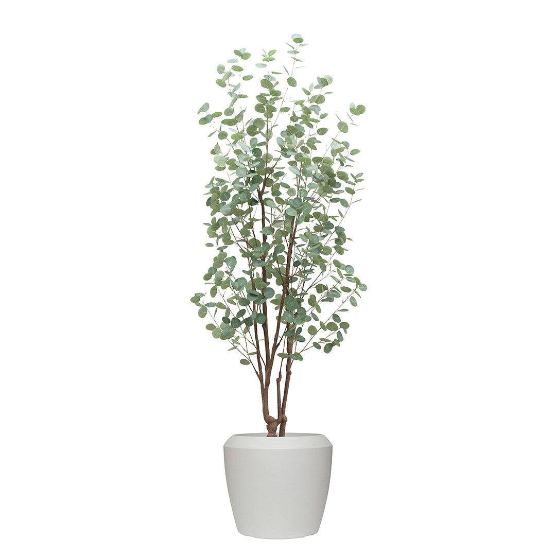 Potted eucalyptus tree in a white pot on a white background