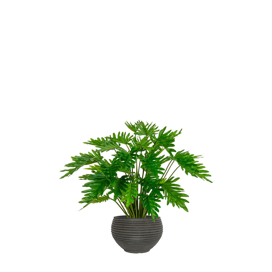 Potted philodendron plant with green leaves in a grey pot on a white background
