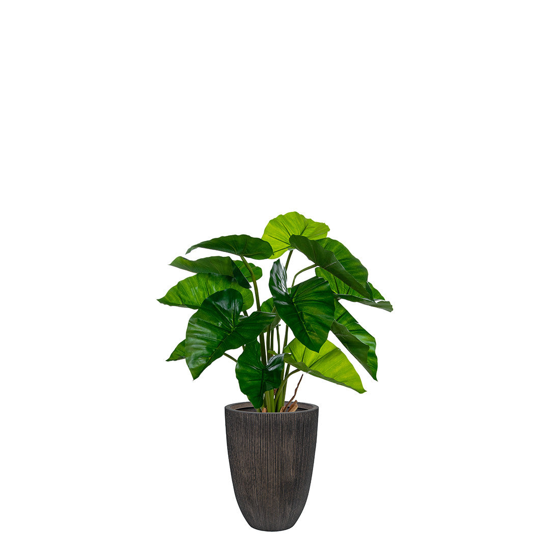 Artificial taro plant in ridged rustic planter on a white background