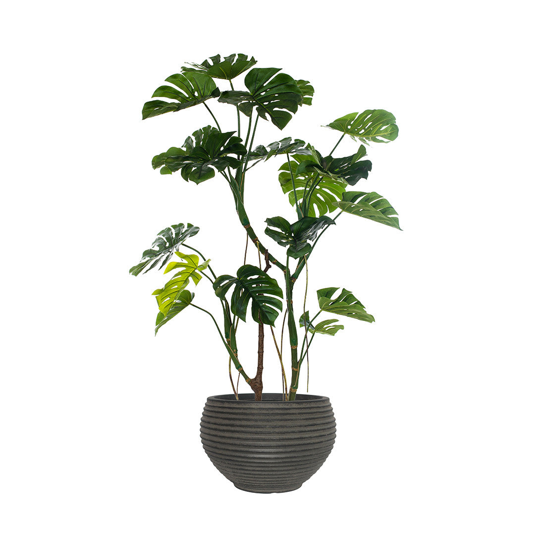 Potted monstera tree with large green leaves in a textured grey pot on a white background