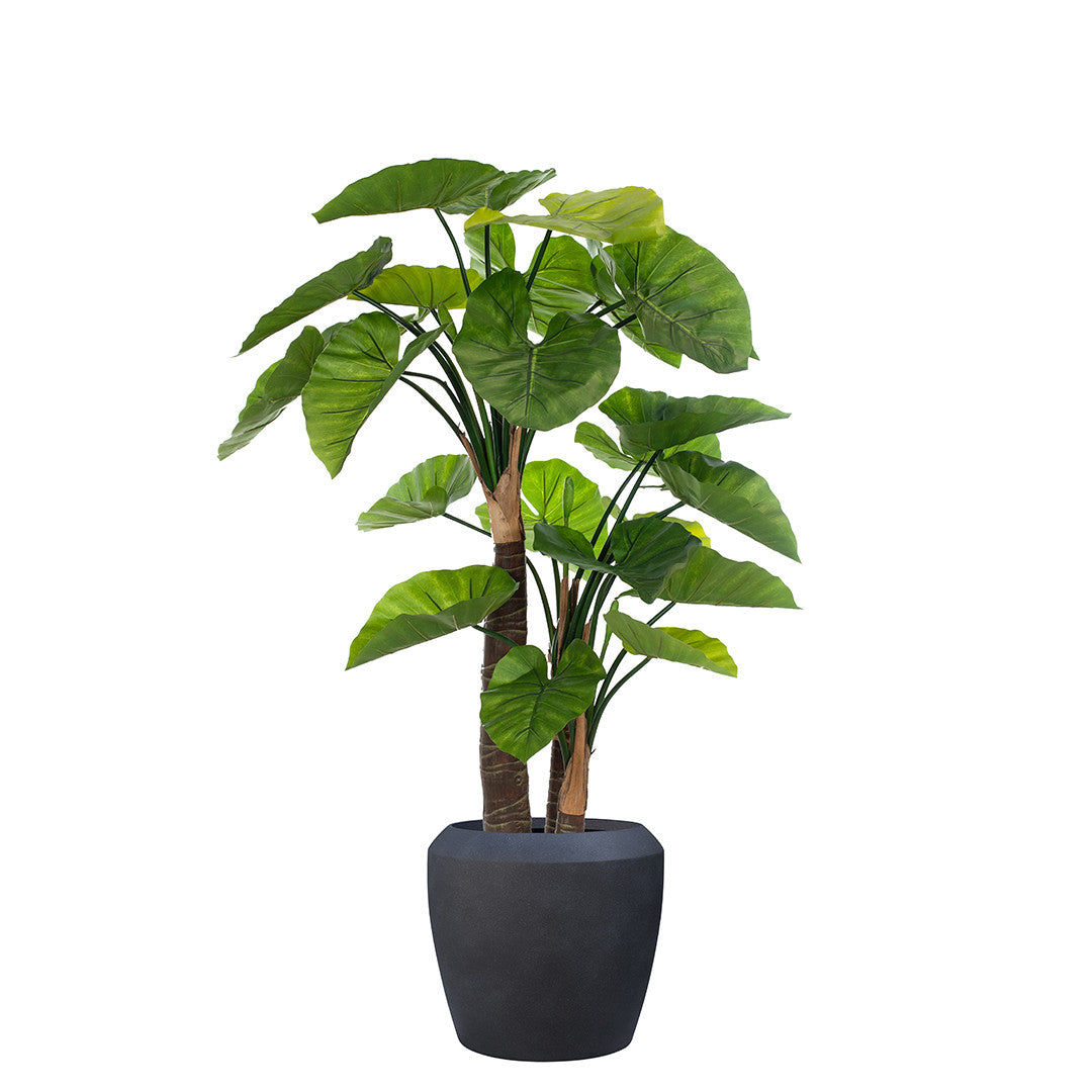 Artificial Alocasia tree in black planter on a white background