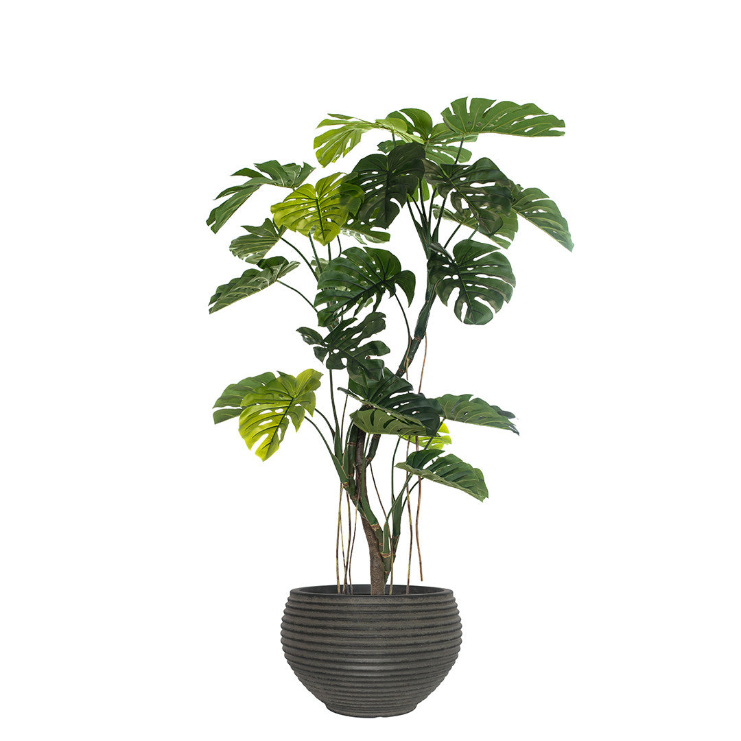Potted plant with green leaves in a dark pot on a white background