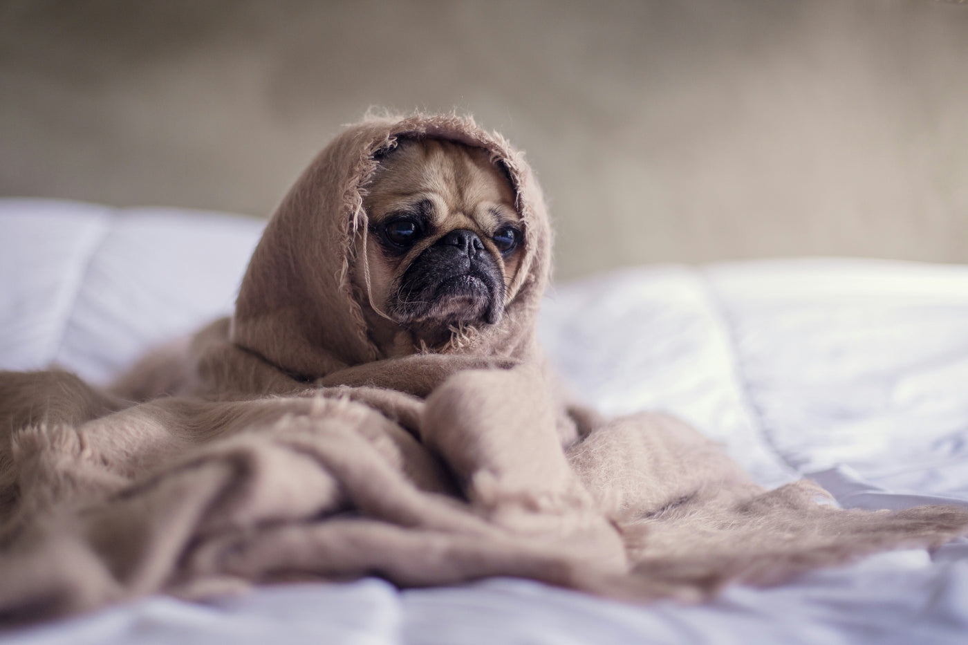 Pet Blankets