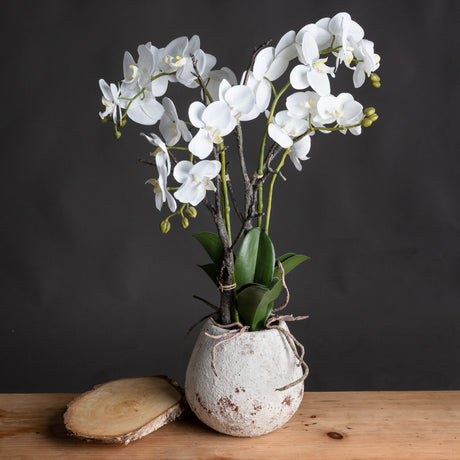 White Orchid in stone pot, decorative orchid