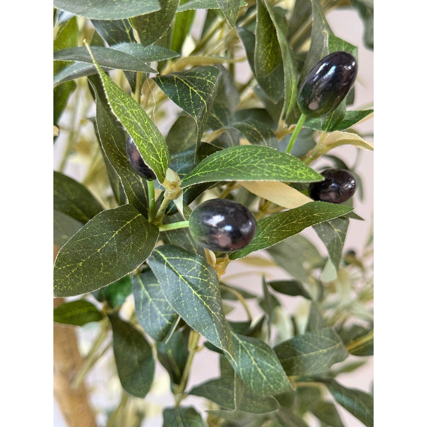 Calabria Olive Tree