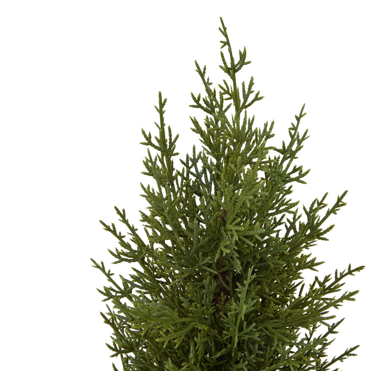 Close-up of the green fir foliage