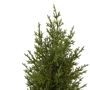 Close-up of the green fir foliage