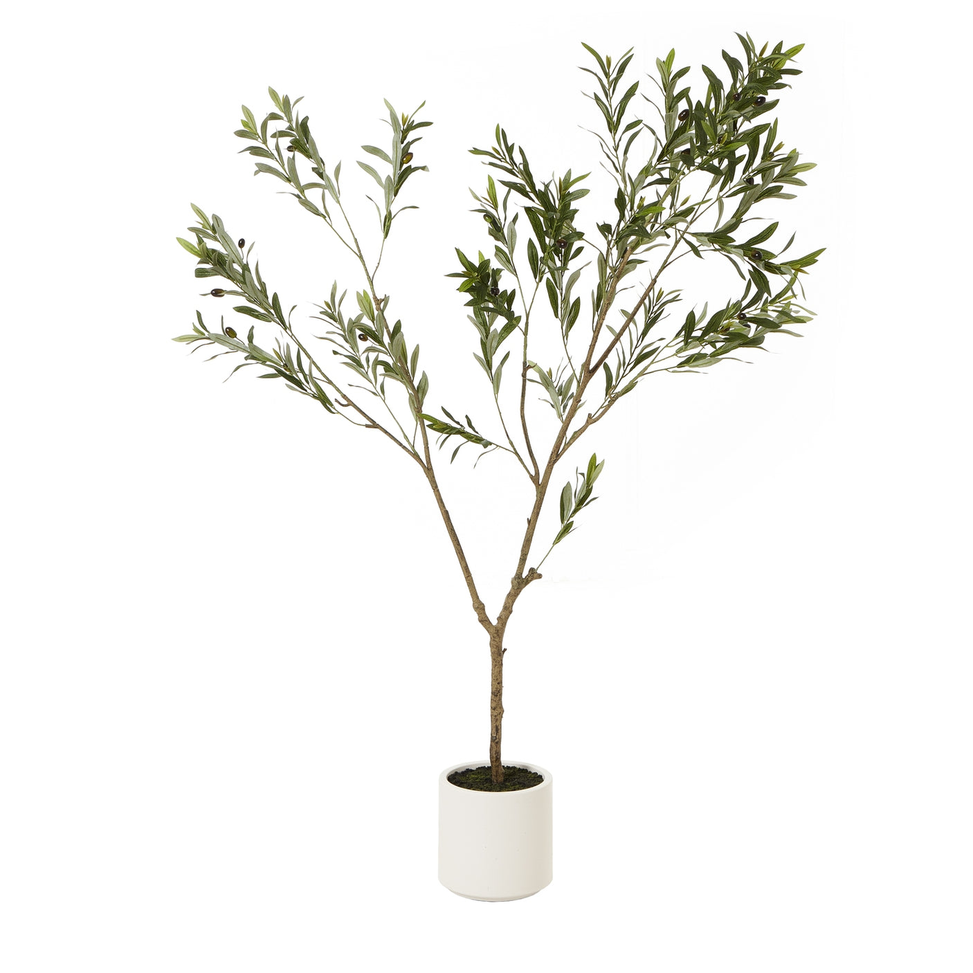 Apulia Olive Tree In White Pot