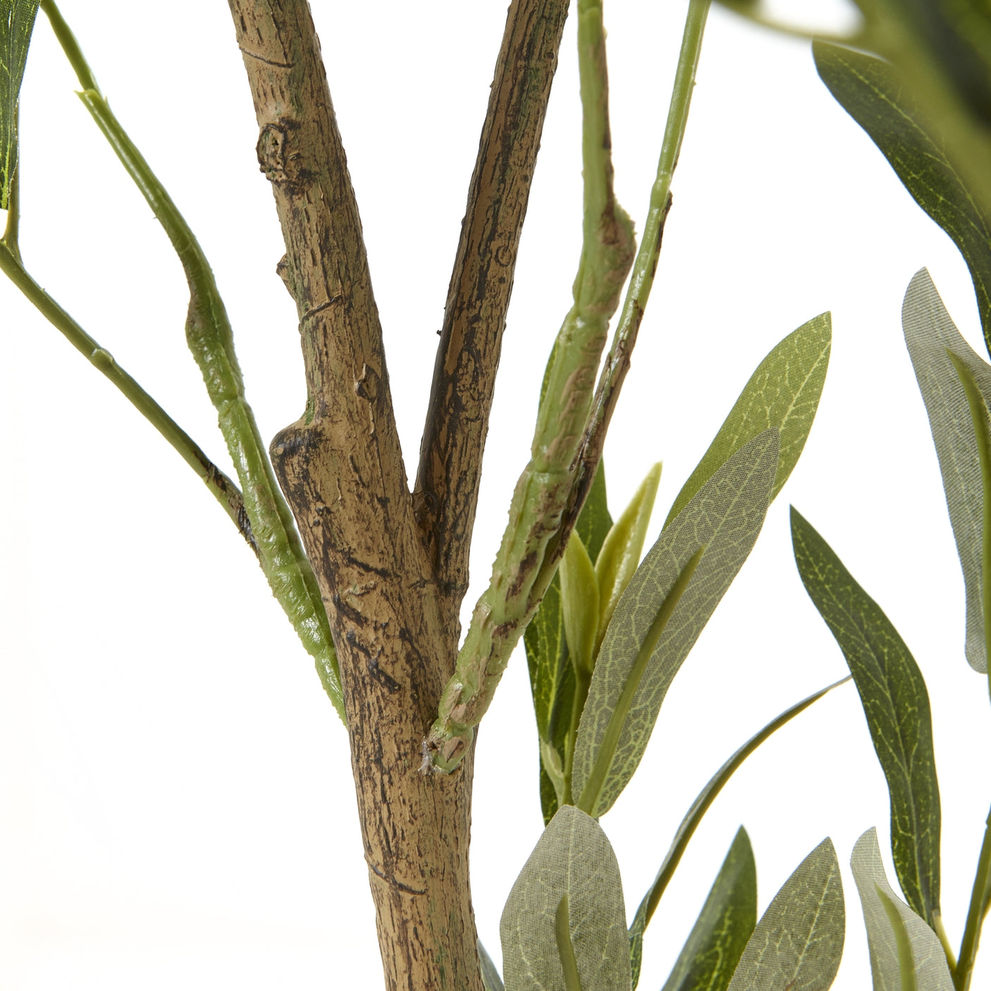 Apulia Olive Tree In White Pot