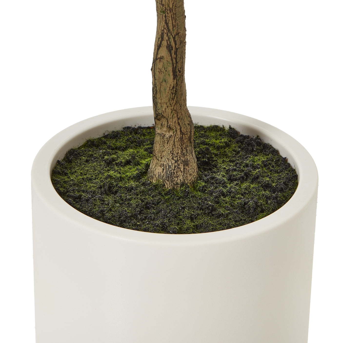 Apulia Olive Tree In White Pot