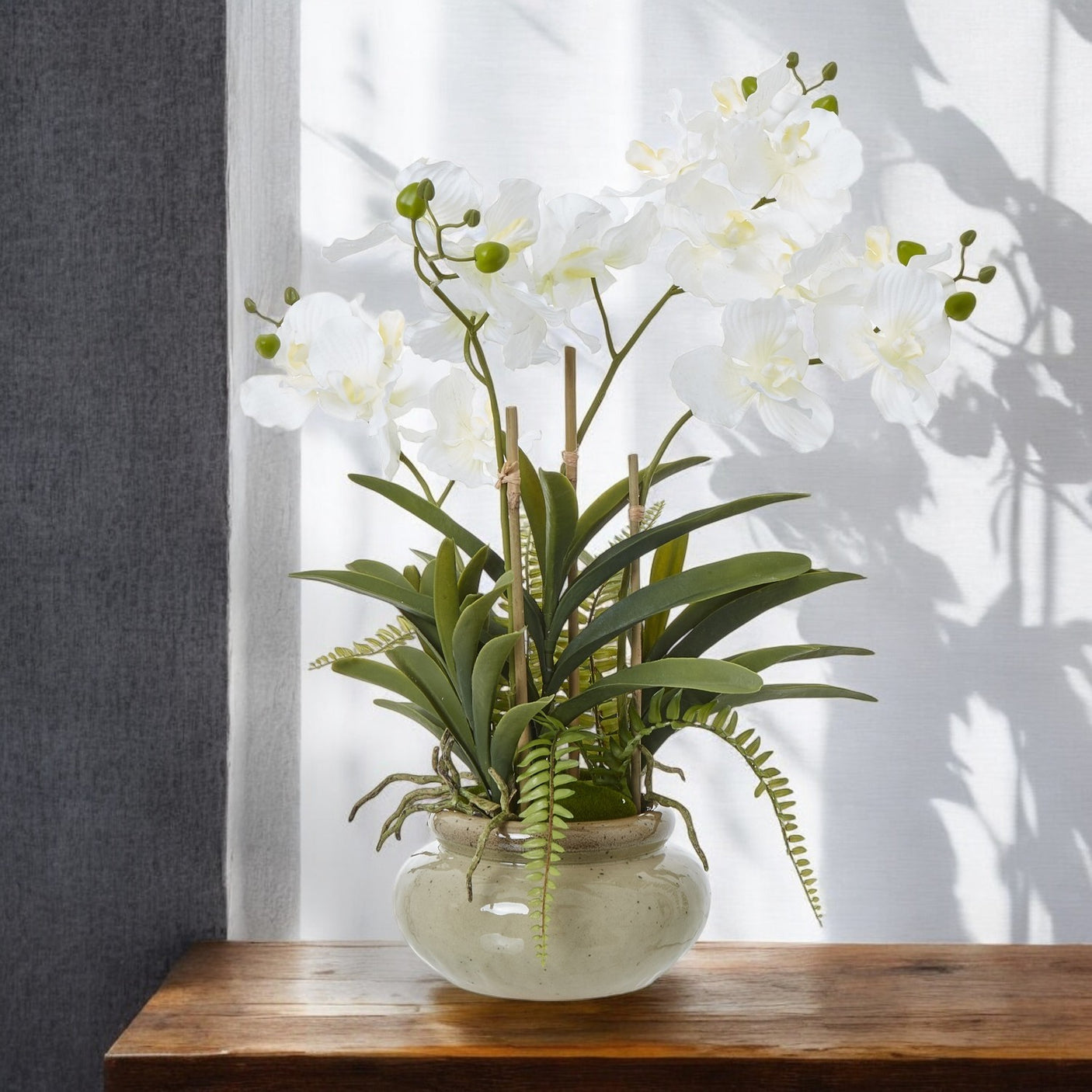 Large White Vanda Orchid Plant In Ceramic Pot