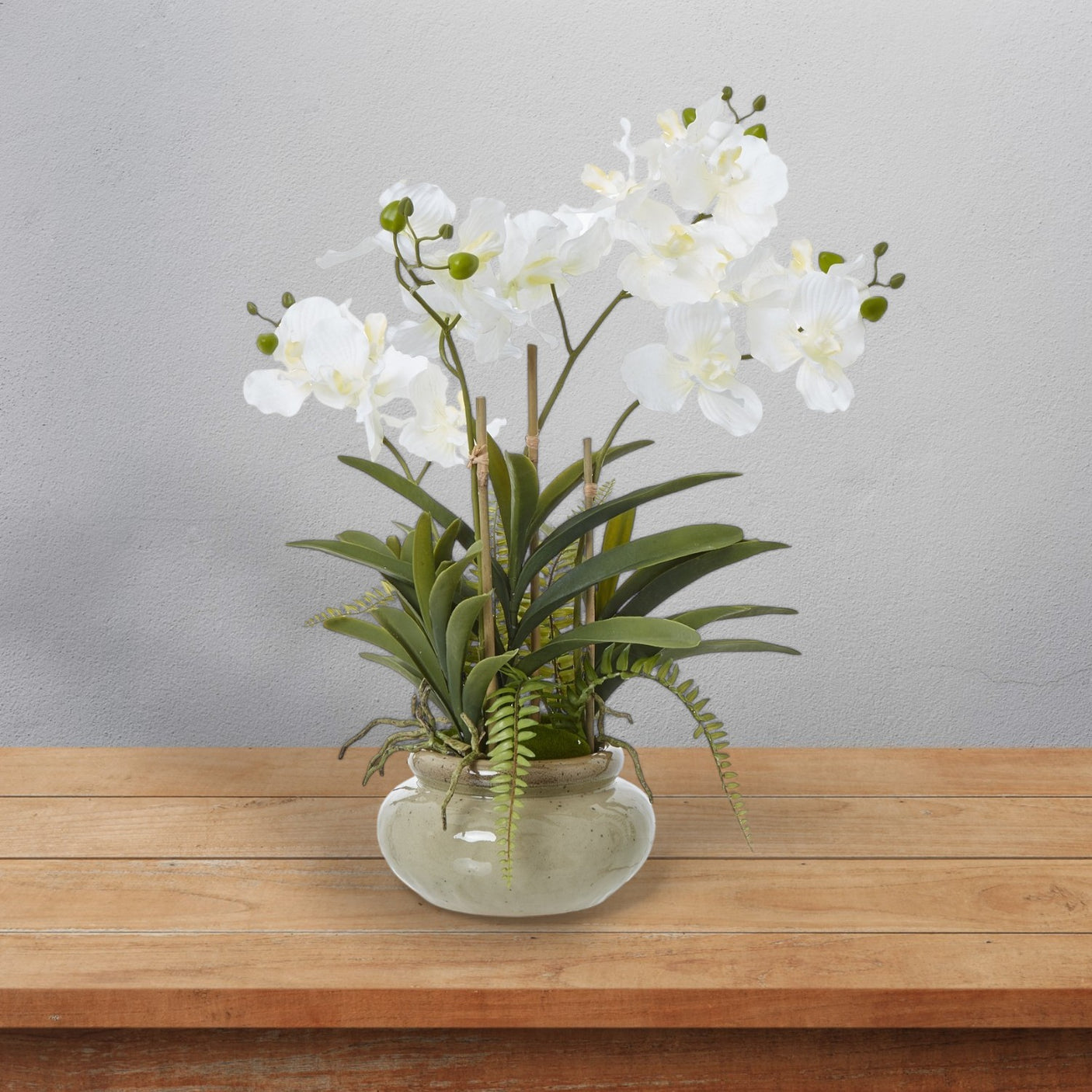 Large White Vanda Orchid Plant In Ceramic Pot