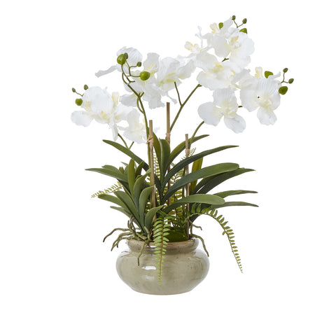 White Vanda Orchid Plant in ceramic pot, ceramic orchid