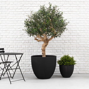 Two potted plants in black pots against a white brick wall with a black metal table.