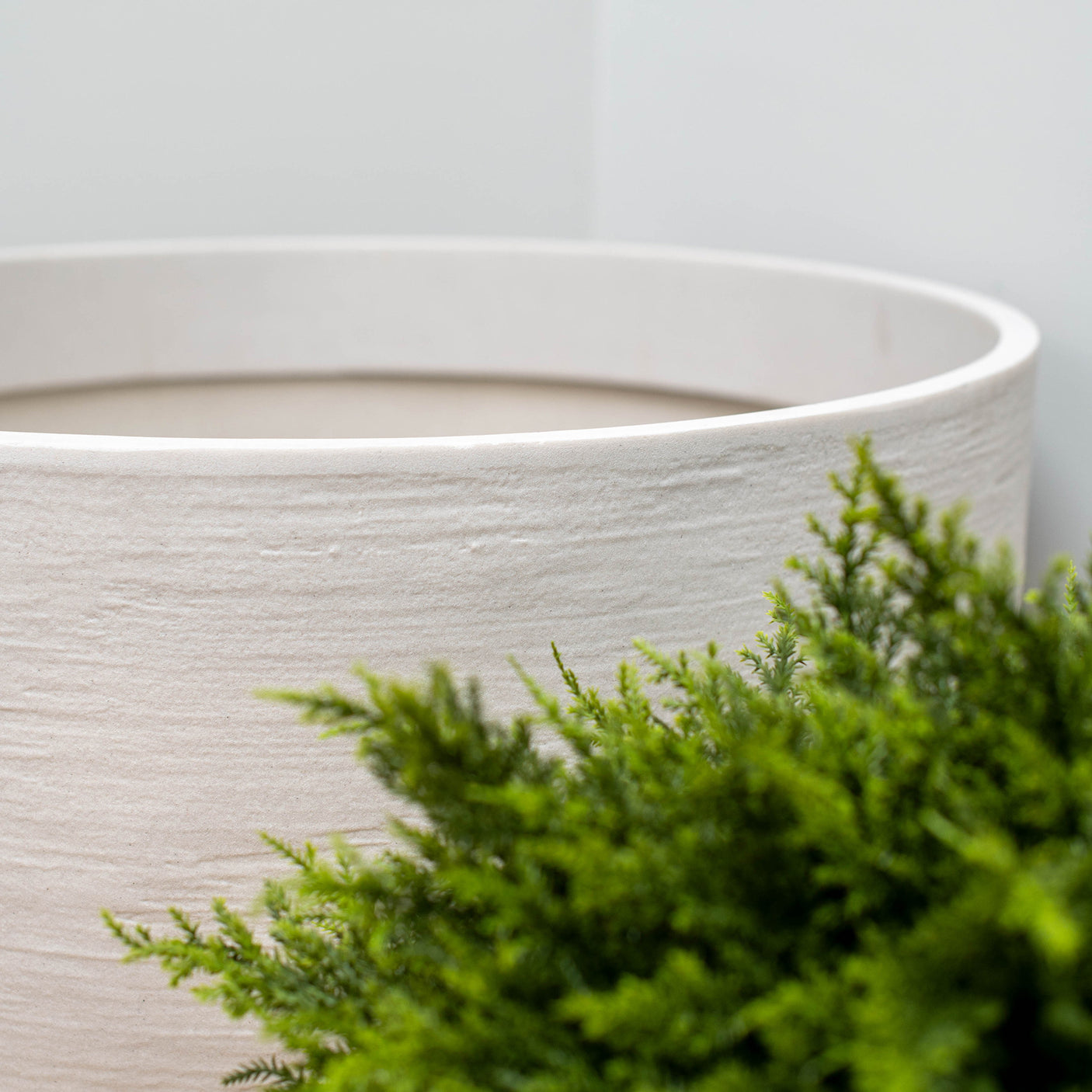 A close-up of a large, textured off-white concrete planter pot with a green pine-like plant in the foreground against a neutral light gray background.