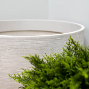 A close-up of a large, textured off-white concrete planter pot with a green pine-like plant in the foreground against a neutral light gray background.