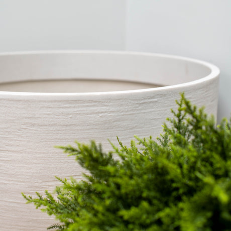 A close-up of a large, textured off-white concrete planter pot with a green pine-like plant in the foreground against a neutral light gray background.