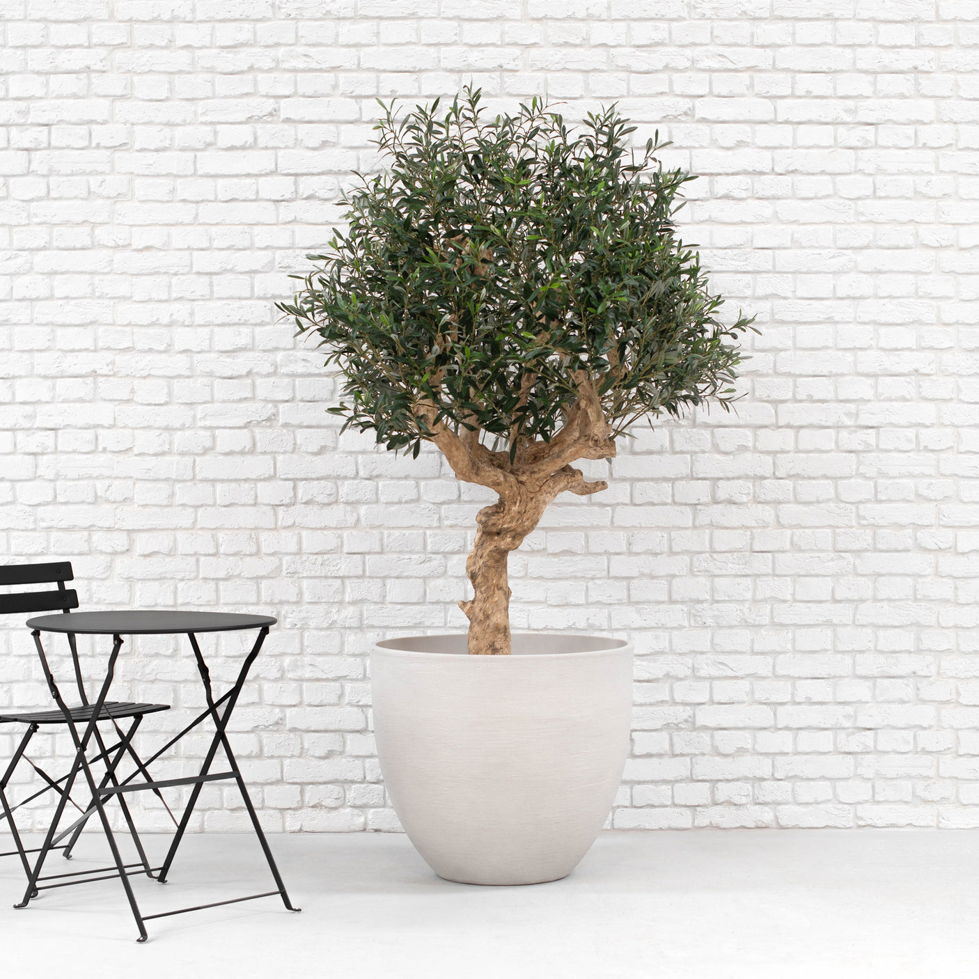 A potted olive tree with a gnarled brown trunk and dense green foliage, planted in a large light gray concrete pot, set against a white brick wall with a black folding table and chair partially visible on the left.