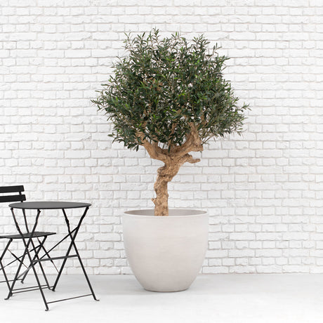 A potted olive tree with a gnarled brown trunk and dense green foliage, planted in a large light gray concrete pot, set against a white brick wall with a black folding table and chair partially visible on the left.
