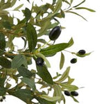 Calabria Small Olive Tree