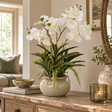 Large White Vanda Orchid in a sage-green ceramic pot on a pine chest of drawers, beside a lit candle, a bowl and books