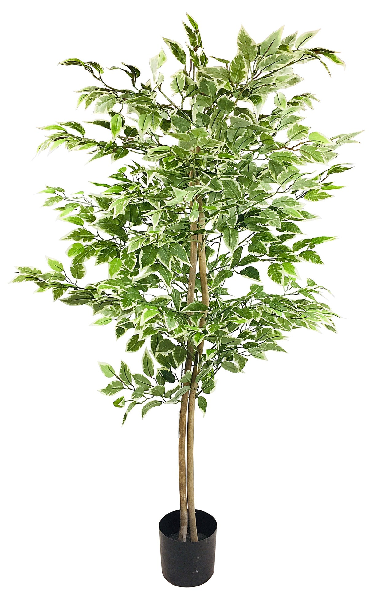 Fauxliage' Large Artificial Ficus Tree With Variegated Leaves - 150cm