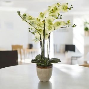 Extra Large Green Orchid In Ceramic Pot