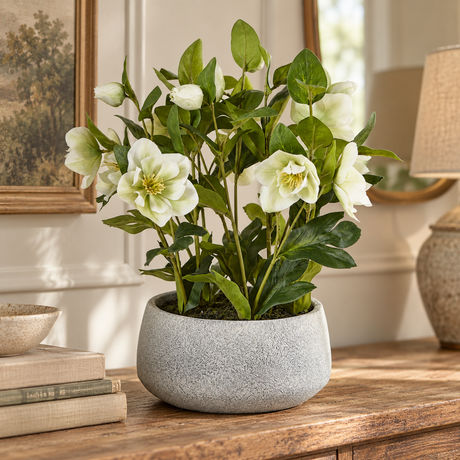 White Hellebore Plant In Grey Pot on a wooden sideboard beside a stack of books, a stone table lamp and a framed landscape painting