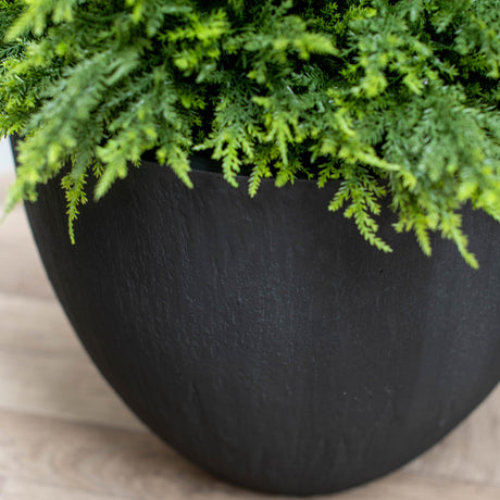 A close-up of a black textured planter filled with lush green fern-like foliage, set against a light wood floor background.
