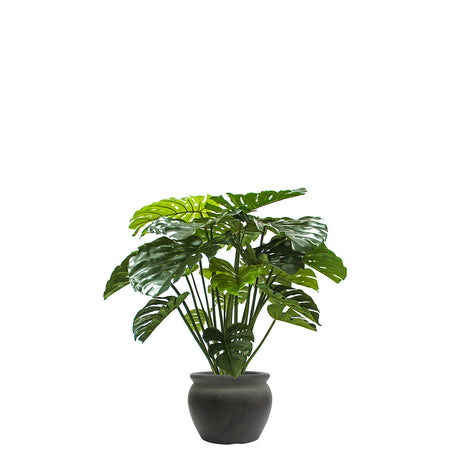 Potted monstera tree with green leaves on a white background
