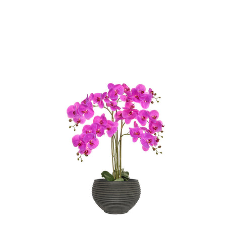 Pink orchid plant in a grey pot on a white background