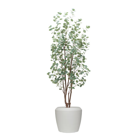 Potted eucalyptus tree in a white pot on a white background