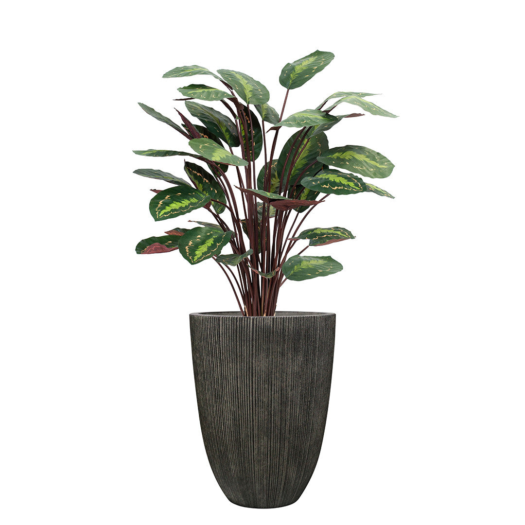 Potted calathea plant with green leaves in a dark pot on a white background