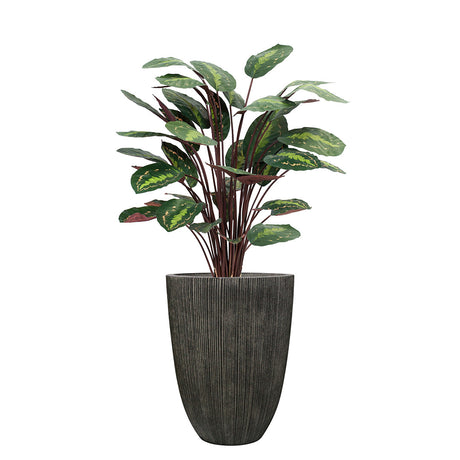 Potted calathea plant with green leaves in a dark pot on a white background