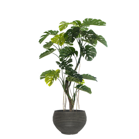 Potted plant with green leaves in a dark pot on a white background
